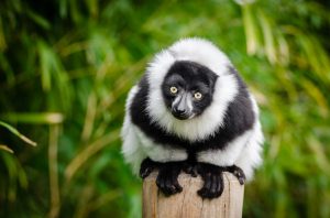 black-and-white-lemur-1383616_960_720