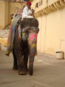 Amber Fort Elephant