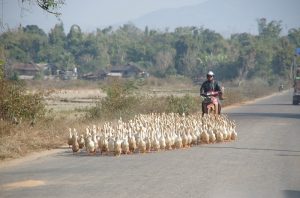 A-Village-Stay-Myanmar-Ducks-Road-Funny-burma